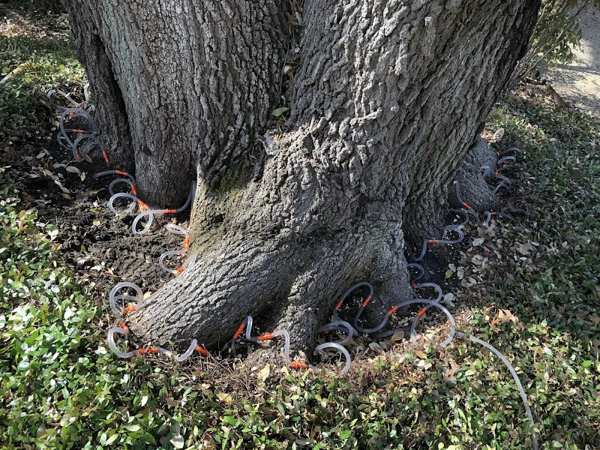 Detailed Tree Cabling and Bracing job site in South Pittsburg