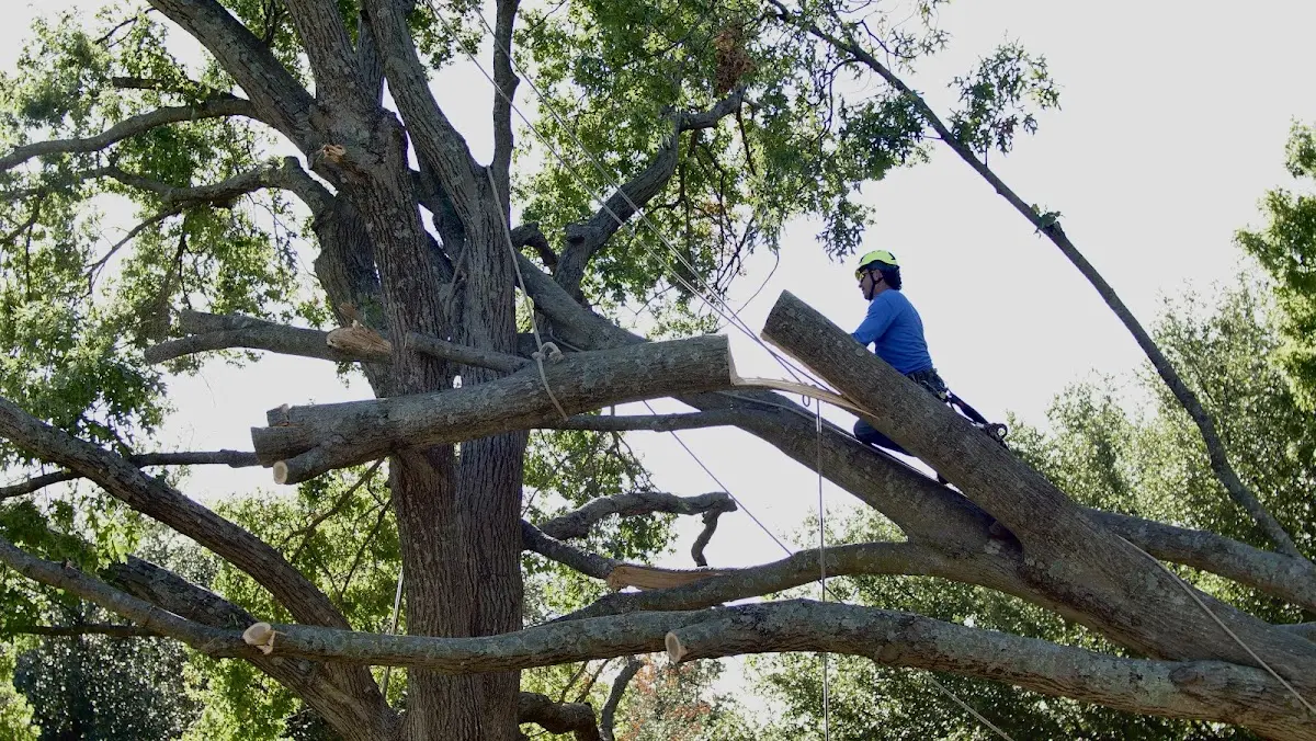 Professional Crown Thinning performed by certified arborists in South Pittsburg